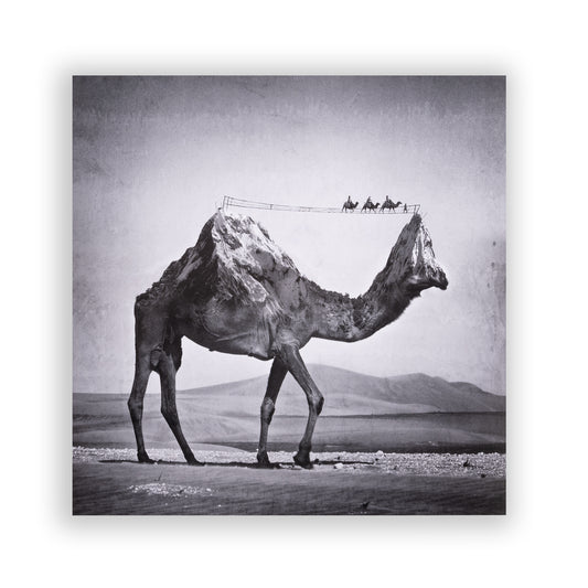 Zonkey Pink Double LP