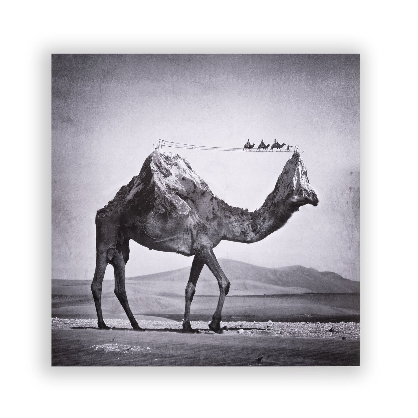 Zonkey Pink Double LP