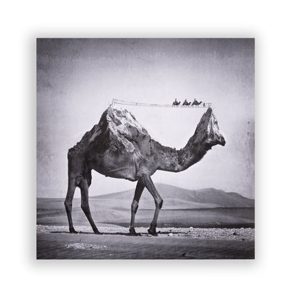 Zonkey Pink Double LP