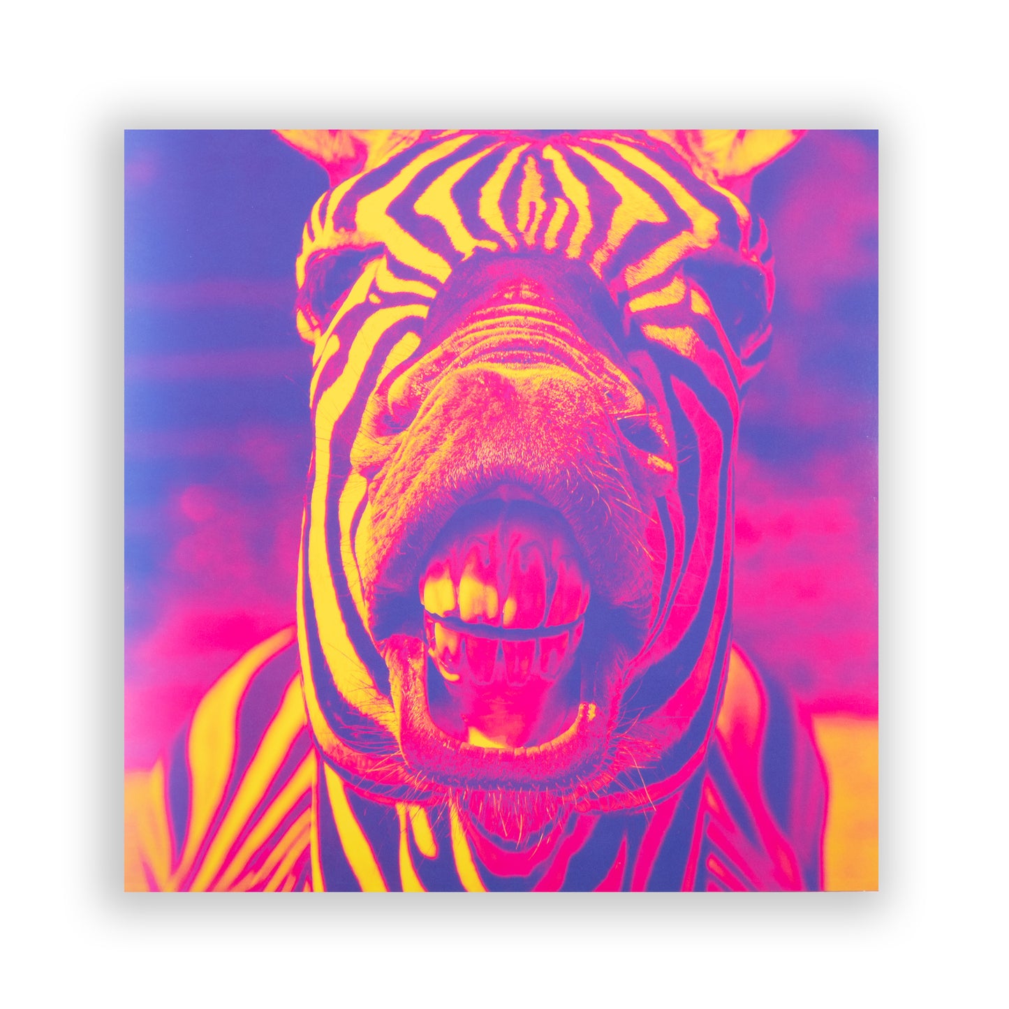 Zonkey Pink Double LP