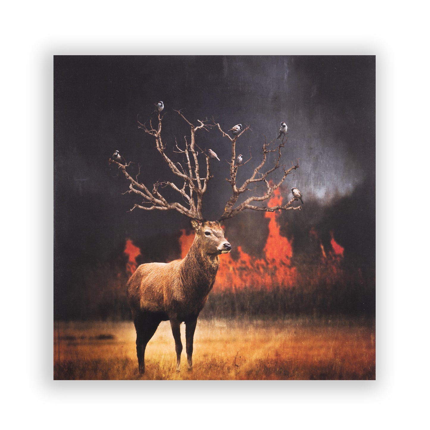 Zonkey Pink Double LP