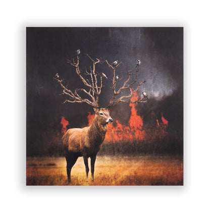 Zonkey Pink Double LP